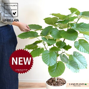 Ex[^iR`j 8 F ZA[g 1 yo[N`bvEMz uTCY ^ tBJXEx[^ S̖ S Ficus umbellata