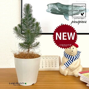 siXslAiC^AJT}cj 4 F vX`bN 1 Rjt@[ skXslA mGc[ C^AJT}c AupC Pinus pinea