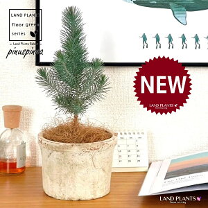 siXslAiC^AJT}cj F X|bg V_[^ 픫 1 yRRt@Co[z Rjt@[ skXslA mGc[ C^AJT}c AupC Pinus pinea