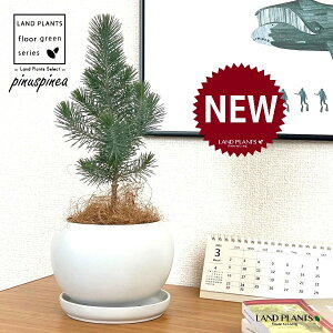 siXslAiC^AJT}cj F ی^ 픫 1 yRRt@Co[EMz Rjt@[ skXslA mGc[ C^AJT}c AupC Pinus pinea