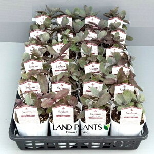 Z_ETLxPC\Eip[vGy[j 3 |bgc 1 ٌc  A Sedum 'Purple Emperor'