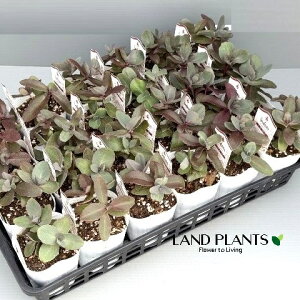yP[X̔F24z Z_ETLxPC\Eip[vGy[j 3 |bgc 24 ٌc  A Sedum 'Purple Emperor'