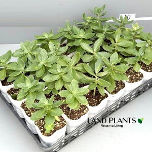 yP[X̔F24z Z_iXyN^rEI[^WCFٌcj 3 |bgc 24  A Sedum spectabile 'Autumn Joy'