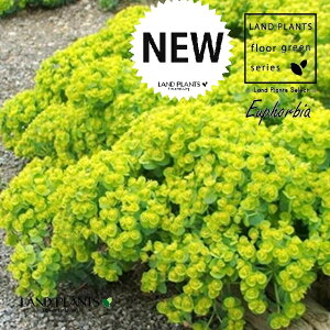 [tHrAi~VjeXj 3 |bgc 1  A Euphorbia myrsinites