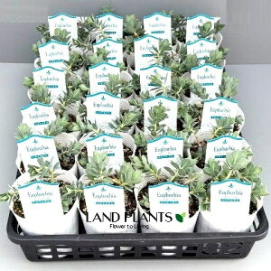 yP[X̔F24z [tHrAi~VjeXj 3 |bgc 1  A Euphorbia myrsinites