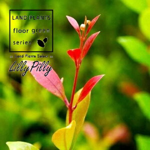 �A�N���i�i�����[�s���[�j 7�� �|�b�g�c 1�� �A�N���i�����[�s���[ Acmena smithii Lilly Pilly