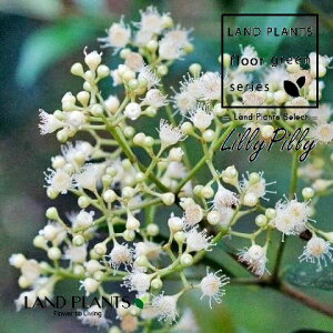 �A�N���i�i�����[�s���[�j 7�� �|�b�g�c 1�� �A�N���i�����[�s���[ Acmena smithii Lilly Pilly