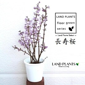 桜（長寿桜：チョウジュザクラ）1鉢 4号 白色 プラスチック鉢 フジモドキ 沈丁花 チョウジザクラ 長寿ザクラ さくら サクラ チェリーブロッサム 櫻 桜の苗木 Cherry blossom Cerasus ‘Gotenba-zakura’