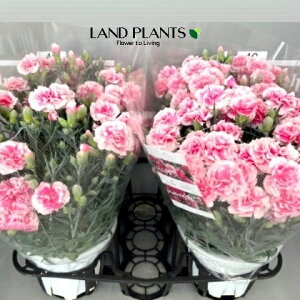 yP[X̔F4z J[l[VieB[p[eBj 6 vX`bN 4 J[l[VeB[p[eBI_ifVR WREifVRilqj I_ZL`Ncarnation Di