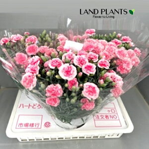 yP[X̔F3z J[l[VieB[p[eBj 7 vX`bN 3 J[l[VeB[p[eBI_ifVR WREifVRilqj I_ZL`Ncarnation Di