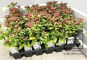 yP[X̔F24z ro[iieBkXj 3 |bgc 24 rui ro[ieBkX Viburnum tinus