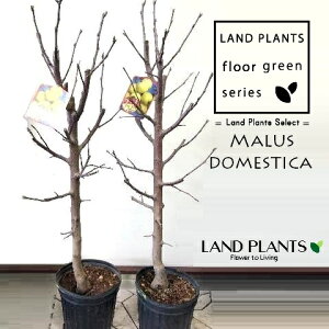 yʎcz SiہFRKl}j 7 |bgc 1 ь ZCES qS CkS ь Pь ь ~JChE aь Malus domestica apple orchard apple