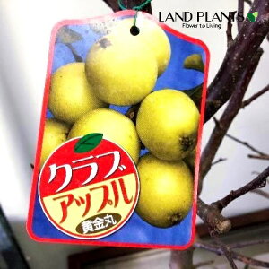 yP[X̔F5z yʎcz SiہFRKl}j 7 |bgc 5 ь ZCES qS CkS ь Pь ь ~JChE aь Malus domestica apple orchard a