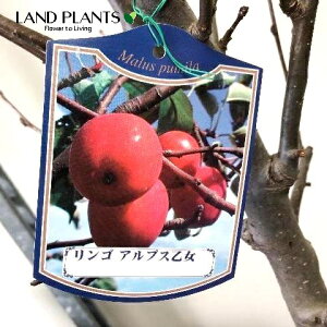 yP[X̔F5z yʎcz SiAvXIgj 7 |bgc 5 ь ZCES qS CkS ь Pь ь ~JChE aь Malus domestica apple orchard apple