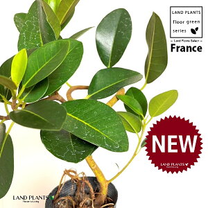 tXSitȂj 3.5 |bgc 1 S S̖ tBJX rLm[T rMm[T Ficus rubiginosa