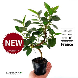 tXSiSJ[uȂj 3.5 |bgc 1 S S̖ tBJX rLm[T rMm[T Ficus rubiginosa