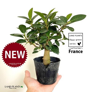 tXSij 3.5 |bgc 1 S S̖ tBJX rLm[T rMm[T Ficus rubiginosa