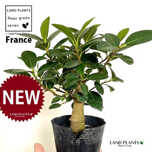 tXSij 3.5 |bgc 1 S S̖ tBJX rLm[T rMm[T Ficus rubiginosa