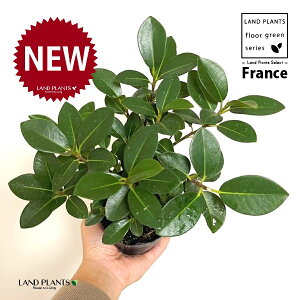 tXSij 3.5 |bgc 1 S S̖ tBJX rLm[T rMm[T Ficus rubiginosa
