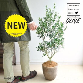 オリーブ（自然樹形） デザインの良い テラコッタ鉢 1鉢 【ココファイバー】 阿利襪 阿列布 橄欖 オリーブの樹 オリーブの木 テラコッタ 素焼き鉢 Olea europaea L.Olive