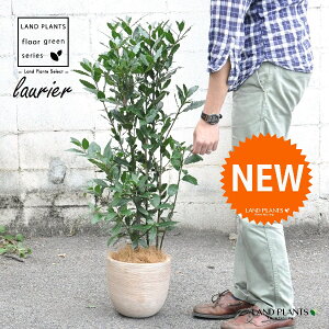 [GijFQbPCWj fUC̗ǂ eRb^ 1 m[uE[ n[u j Laurus nobilis