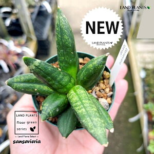 TZxAiCUiMFɜQj 2.5 |bgc 1 TXxA~Jh  WH{ ɜQ_{ sansevieria
