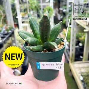 TZxAiCUiMFɜQj 2.5 |bgc 1 TXxA~Jh  WH{ ɜQ_{ sansevieria
