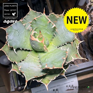 AKxE`^m^i~F͂j vX`bN 1 AKx`^m^ Agave titanota eWhite Whalef