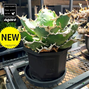 AKxE`^m^i~F͂j vX`bN 1 AKx`^m^ Agave titanota eWhite Whalef
