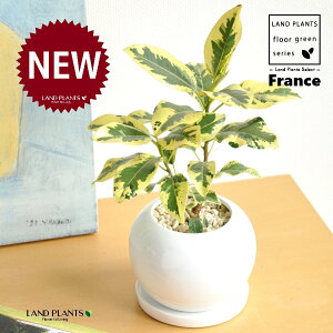 tXSiFoGK[^j F ی^ 픫 1 yF΁EMz S S̖ tBJX rLm[T rMm[T Ficus rubiginosa