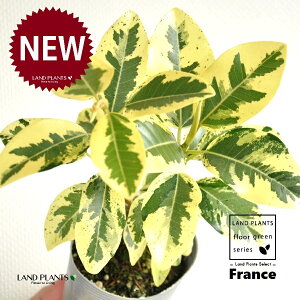 tXSiFoGK[^j F ی^ 픫 1 yF΁EMz S S̖ tBJX rLm[T rMm[T Ficus rubiginosa