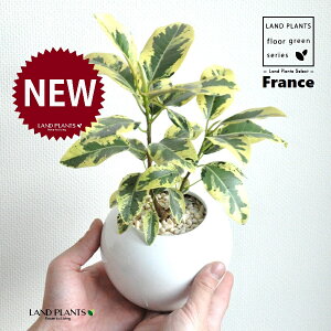 tXSiFoGK[^j F ی^ 픫 1 yF΁EMz S S̖ tBJX rLm[T rMm[T Ficus rubiginosa