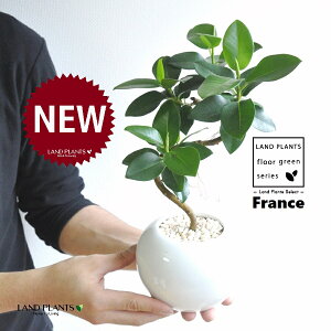 フランスゴム(Sカーブ曲がり) 白色 丸形 陶器鉢 1鉢 【黄色小石・受皿】 ゴム ゴムの木 フィカス ルビキノーサ ルビギノーサ Ficus rubiginosa