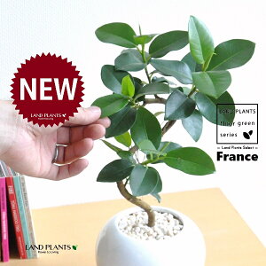 フランスゴム(Sカーブ曲がり) 白色 丸形 陶器鉢 1鉢 【黄色小石・受皿】 ゴム ゴムの木 フィカス ルビキノーサ ルビギノーサ Ficus rubiginosa