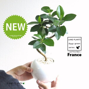 tXSiSJ[uȂj F ی` 픫 1 yF΁EMz S S̖ tBJX rLm[T rMm[T Ficus rubiginosa