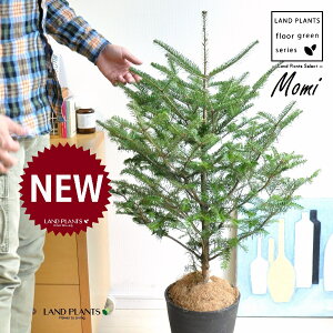 ~̖؁iF݁j 8 F ZA[g 1 yRRt@Co[z NX}Xc[  ~m ̖ ̂ ~mLf. pendula Honda V_~ Momi fir Japanese fir Abies firma
