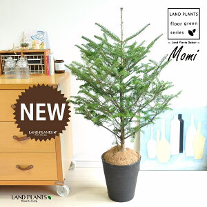 ~̖؁iF݁j 8 F ZA[g 1 yRRt@Co[z NX}Xc[  ~m ̖ ̂ ~mLf. pendula Honda V_~ Momi fir Japanese fir Abies firma