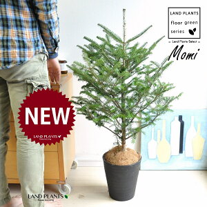 ~̖؁iF݁j 8 F ZA[g 1 yRRt@Co[z NX}Xc[  ~m ̖ ̂ ~mLf. pendula Honda V_~ Momi fir Japanese fir Abies firma