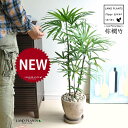 【古典園芸植物】 シュロチク（棕櫚竹） 茶色 エッグ型 ラウンド陶器鉢 1鉢 【茶石・受皿】 棕梠竹 観棕竹 カンシュウチク ラピス カンノン竹 棕梠竹 シュロ竹 観音竹 Rhapis humilis