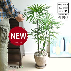 【古典園芸植物】 シュロチク（棕櫚竹） 茶色 エッグ型 ラウンド陶器鉢 1鉢 【茶石・受皿】 棕梠竹 観棕竹 カンシュウチク ラピス カンノン竹 棕梠竹 シュロ竹 観音竹 Rhapis humilis