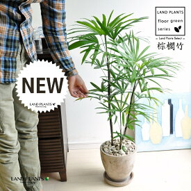 【古典園芸植物】 シュロチク（棕櫚竹） 茶色 エッグ型 ラウンド陶器鉢 1鉢 【茶石・受皿】 棕梠竹 観棕竹 カンシュウチク ラピス カンノン竹 棕梠竹 シュロ竹 観音竹 Rhapis humilis