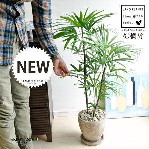 yÓT|Az V`NiL|j F GbO^ Eh픫 1 y΁EMz | Ϟ| JVE`N sX Jm| | V| ω| Rhapis humilis