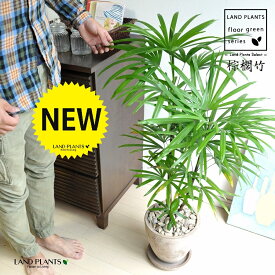 【古典園芸植物】 シュロチク（棕櫚竹） 茶色 エッグ型 ラウンド陶器鉢 1鉢 【茶石・受皿】 棕梠竹 観棕竹 カンシュウチク ラピス カンノン竹 棕梠竹 シュロ竹 観音竹 Rhapis humilis