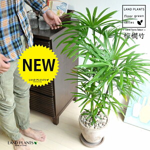 yÓT|Az V`NiL|j F GbO^ Eh픫 1 y΁EMz | Ϟ| JVE`N sX Jm| | V| ω| Rhapis humilis