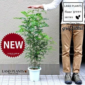 V}glRiFH90j 7 F vX`bN 1 yRRt@Co[zV}glR V}glR glR Fraxinus griffithii
