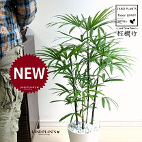 楽天市場】棕櫚竹 シュロチク（高さ（植物）71 ～ 130.9cm）の通販
