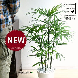 【古典園芸植物】 シュロチク（棕櫚竹） 8号 白色 セラアート鉢 1鉢 【白石・受皿】 棕梠竹 観棕竹 カンシュウチク ラピス カンノン竹 棕梠竹 シュロ竹 観音竹 Rhapis humilis