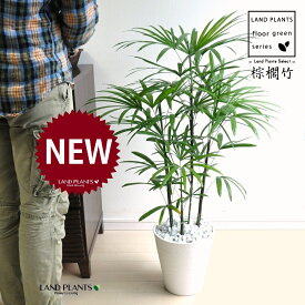 【古典園芸植物】 シュロチク（棕櫚竹） 8号 白色 セラアート鉢 1鉢 【白石・受皿】 棕梠竹 観棕竹 カンシュウチク ラピス カンノン竹 棕梠竹 シュロ竹 観音竹 Rhapis humilis