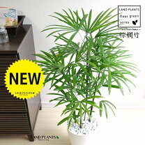 楽天市場】棕櫚竹 シュロチク（高さ（植物）71 ～ 130.9cm）の通販