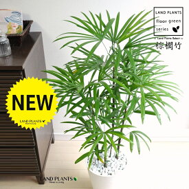 【古典園芸植物】 シュロチク（棕櫚竹） 8号 白色 セラアート鉢 1鉢 【白石・受皿】 棕梠竹 観棕竹 カンシュウチク ラピス カンノン竹 棕梠竹 シュロ竹 観音竹 Rhapis humilis